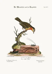 The Worm-eater and the Goat-Beetle